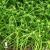 Carex grayi.jpg